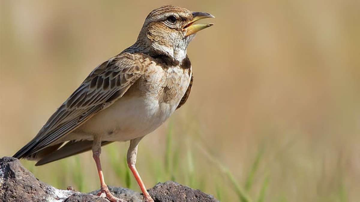 Erkunden Sie die faszinierenden Traditionen des lettischen Tags der Lerchen, an dem Insekten und die Natur im Mittelpunkt stehen.