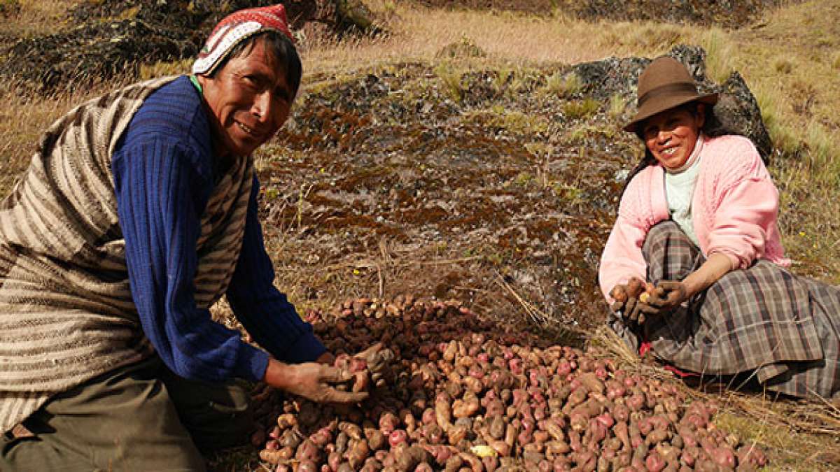 Entdecken Sie die Vielfalt und Bedeutung der peruanischen Kartoffel am Nationalen Kartoffeltag in Peru (Día nacional de la papa) am 30. Mai.