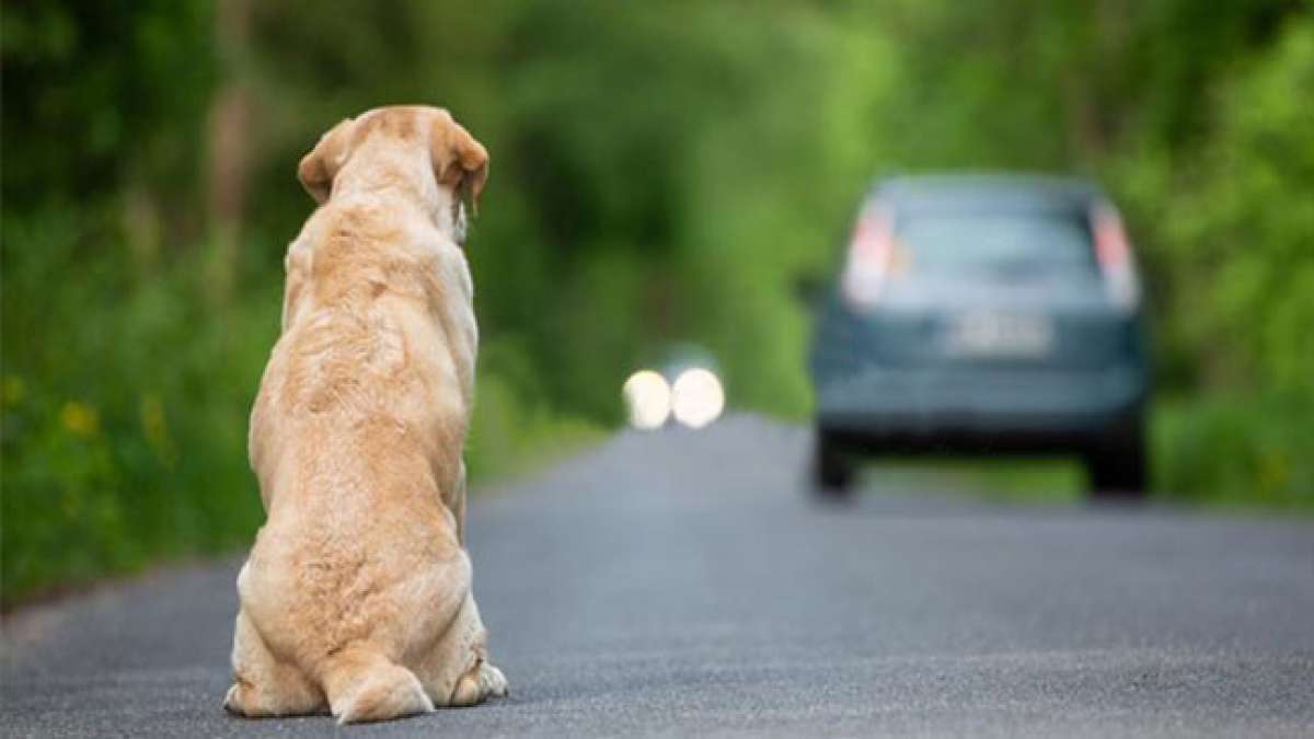 Setzen Sie sich aktiv gegen das Aussetzen von Haustieren ein.