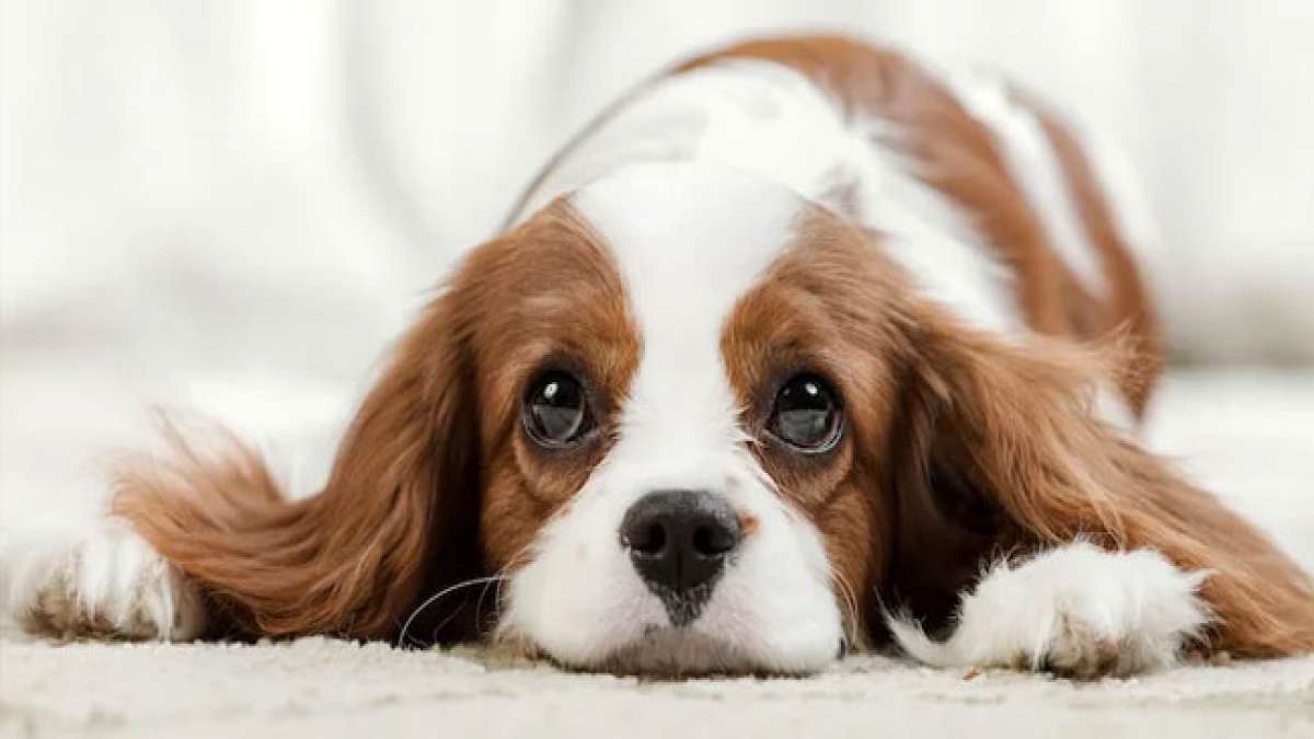 Feiern Sie den Internationalen Tag des Hundes und entdecken Sie die faszinierenden Fakten über diese treuen Gefährten.