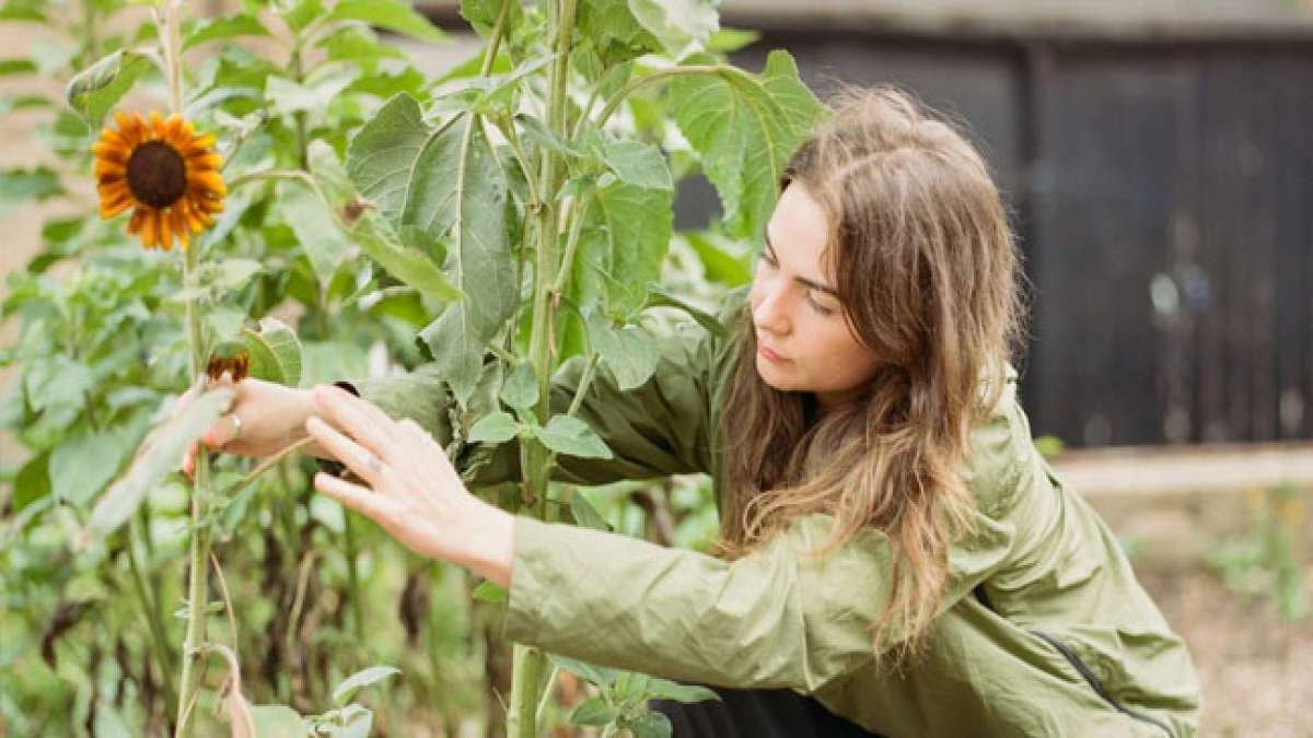 Entdecken Sie den Internationalen Sonnenblumen-Guerilla-Gärtnertag am 1. Mai und erfahren Sie mehr über diese weltweite Bewegung des Guerilla-Gärtnerns.