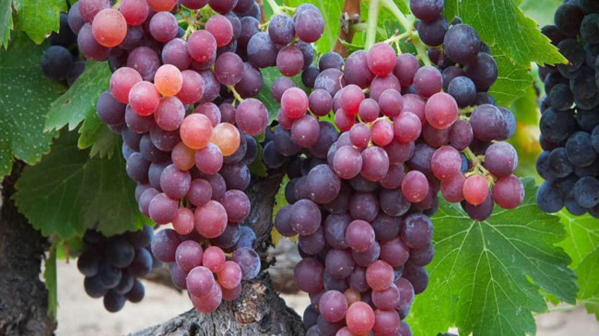 Feier die Vielfalt und den Geschmack der Grenache am Internationalen Tag der Grenache!