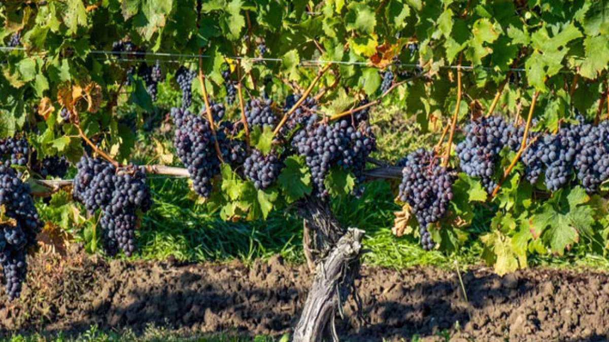 Entdecke den Tag des Cabernet Franc und seine vielseitige Geschichte.