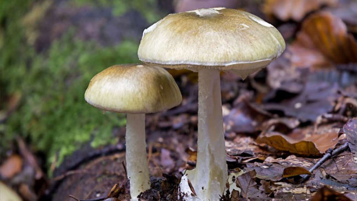 Entdecken Sie die faszinierende Welt der Pilze am Europäischen Tag des Pilzes!