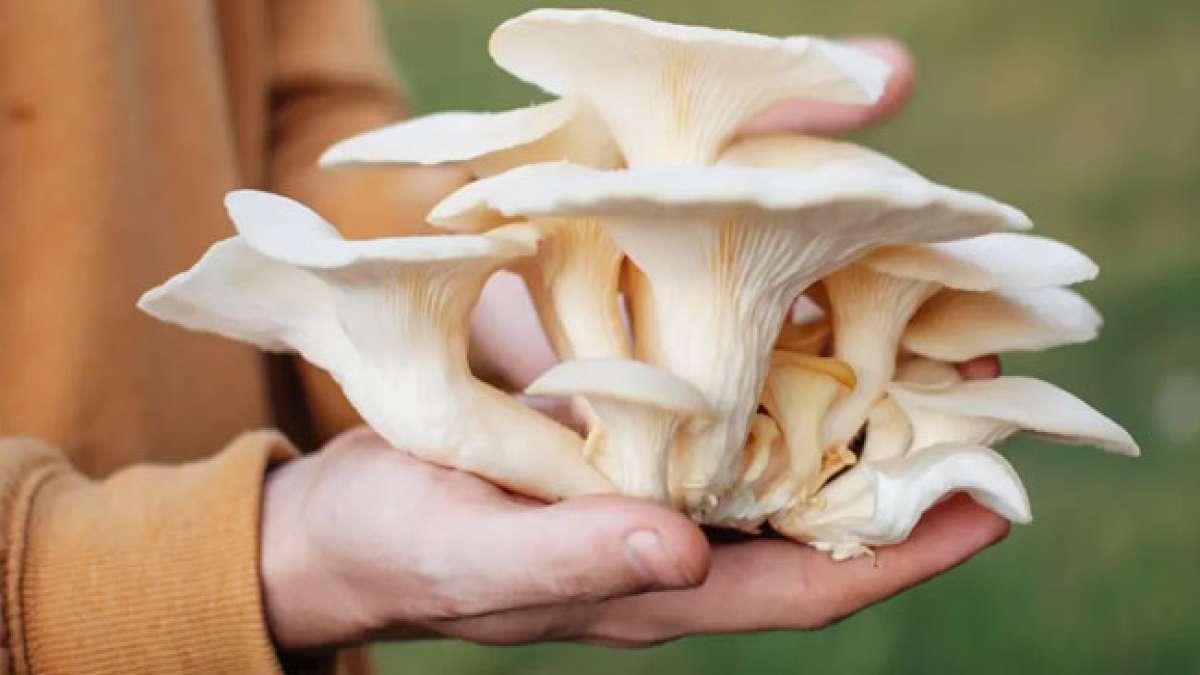 Tauchen Sie ein in die faszinierende Welt der Pilze am Pilztag - dem inoffiziellen Feiertag der Pilzsammler! Tauchen Sie ein in die faszinierende Welt der Pilze am Pilztag - dem inoffiziellen Feiertag der Pilzsammler!