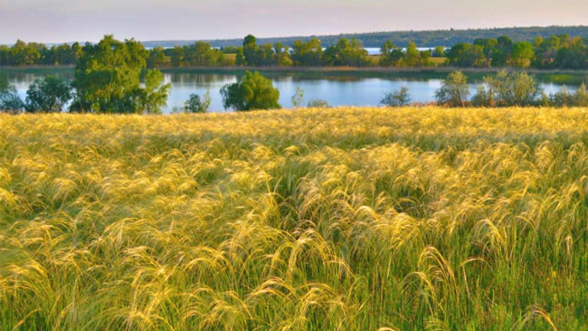 Feiern Sie die Pracht der ukrainischen Steppen am Steppentag!