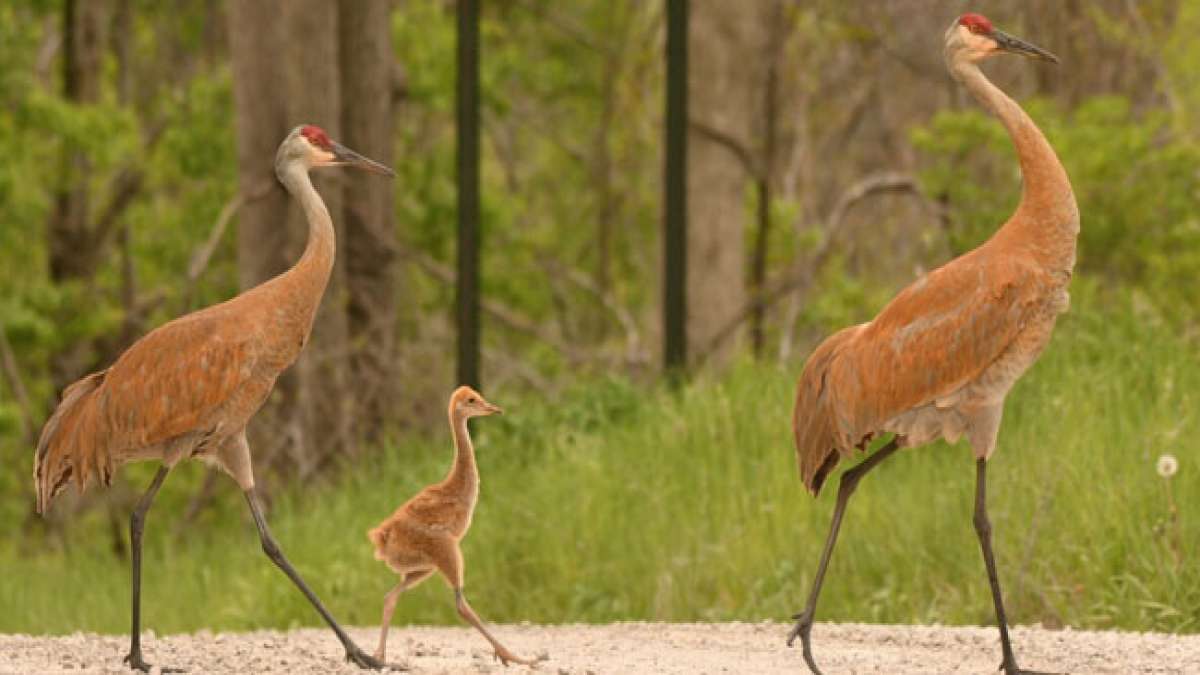 Tauchen Sie ein in die Welt der Kraniche und erfahren Sie mehr über ihre faszinierenden Verhaltensweisen und die Bedeutung ihres Namens.