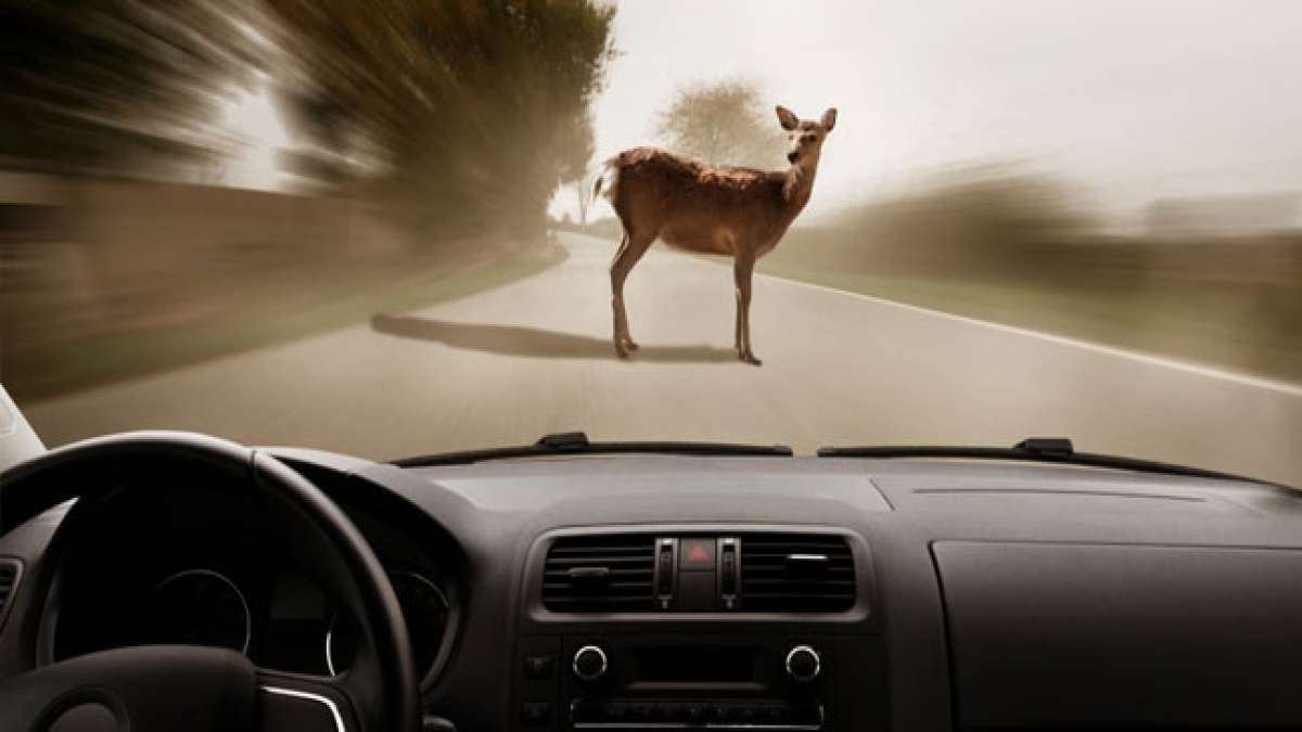 Gedenken Sie dem World Animal Road Accident Awareness Day und setzen Sie ein Zeichen für die Sicherheit von Tieren im Straßenverkehr.