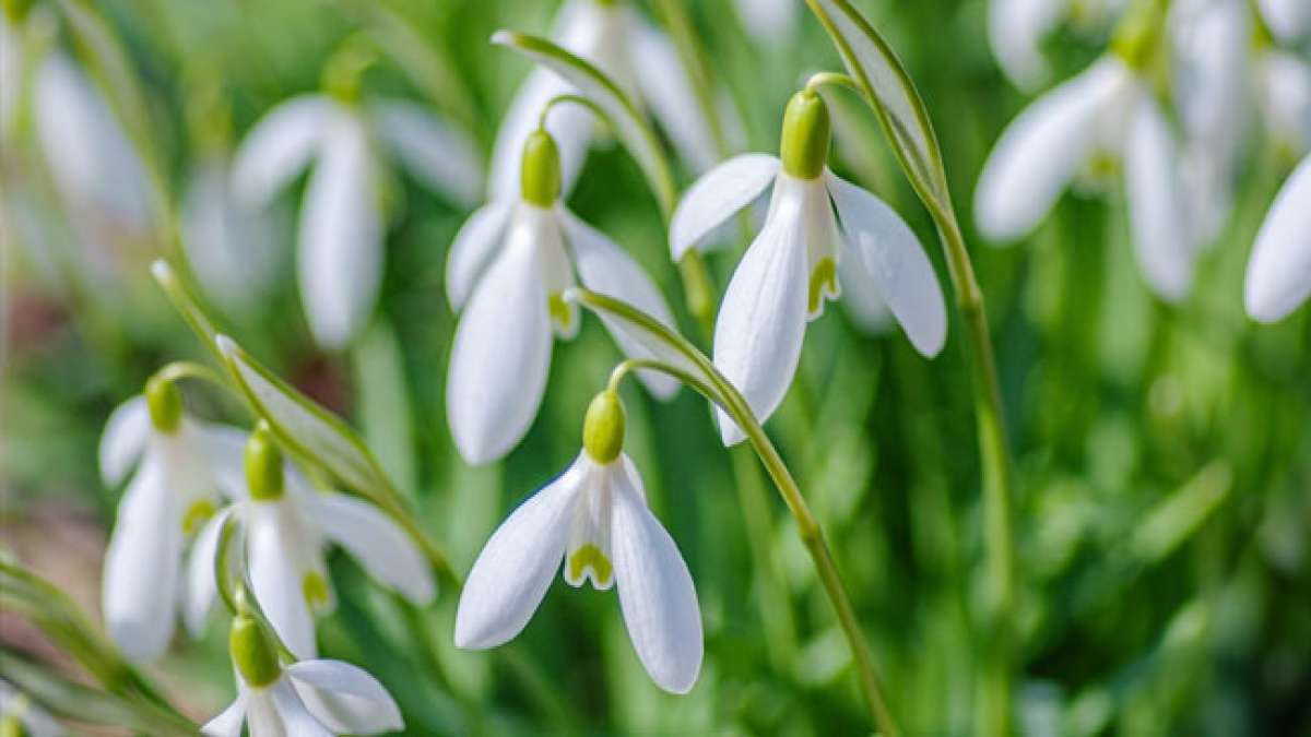 19-april-schneegl-ckchentag