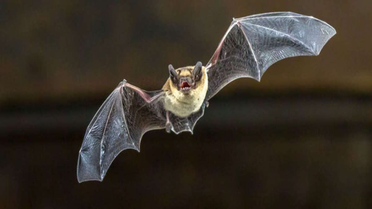 Entdecken Sie die faszinierende Welt der fliegenden Säugetiere bei der Internationalen Fledermausnacht im letzten Augustwochenende.