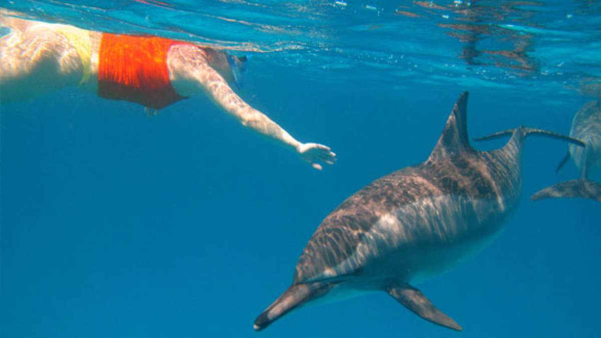 Unvergessliches Delfinabenteuer auf den Azoren: Schwimmen Sie im kristallklaren Wasser mit wilden Delfinen und entdecken Sie die faszinierende Unterwasserwelt dieses einzigartigen Reiseziels im Juli und August. Unvergessliches Delfinabenteuer auf den Azoren: Schwimmen Sie im kristallklaren Wasser mit wilden Delfinen und entdecken Sie die faszinierende Unterwasserwelt dieses einzigartigen Reiseziels im Juli und August.
