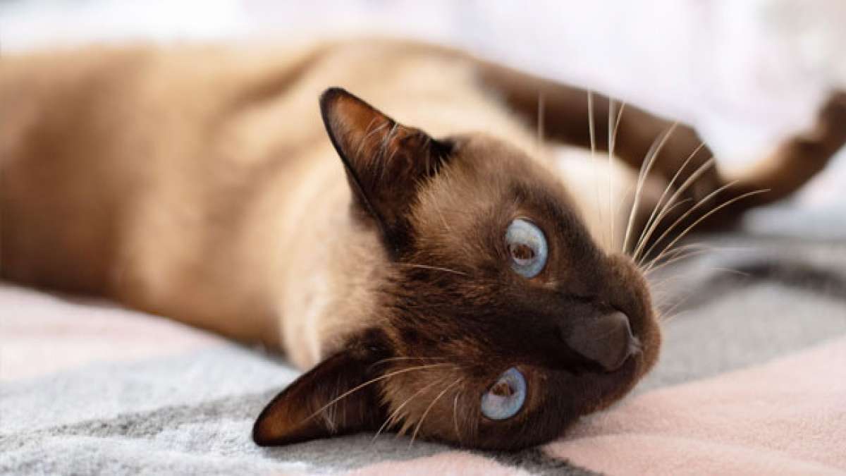 Feiern Sie den Nationalen Tag der Siamkatze am 6. April und entdecken Sie die faszinierende Geschichte dieser eleganten Rasse, die von Thailand in die USA reiste und heute zu den beliebtesten Katzenrassen gehört.