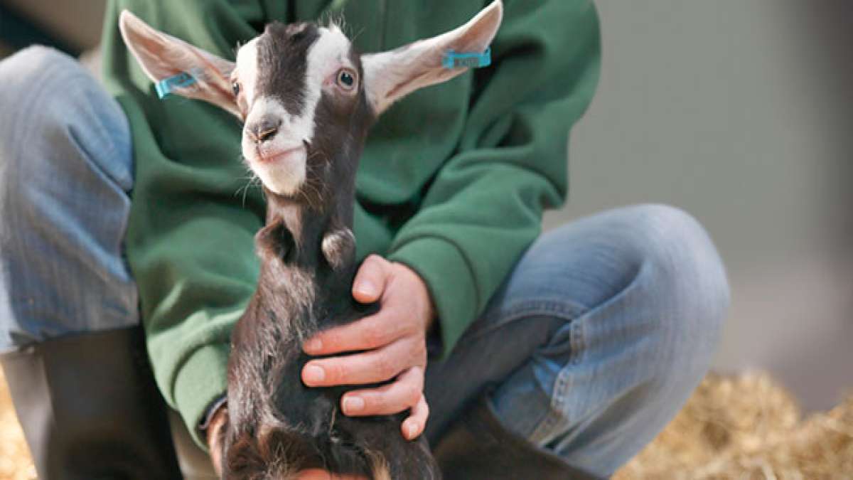 In der Tierschutzwoche, die in der ersten vollen Oktoberwoche stattfindet, rückt die Welt zusammen, um das Wohlergehen der Tiere zu fördern.