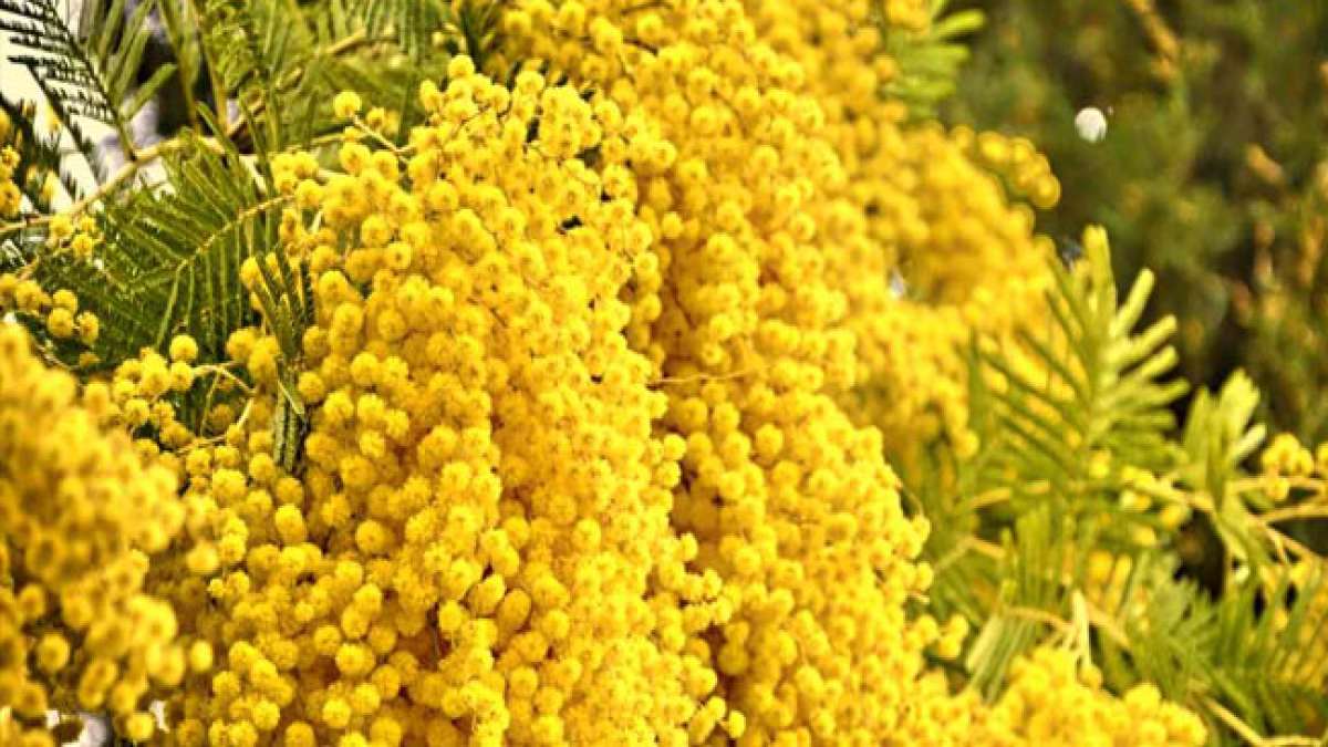 Erwecke deine Veranstaltung mit Eleganz zum Leben und genieße den fröhlichen Zauber der Mimosen, einem Lieblingscocktail aus den 1920er Jahren. Erwecke deine Veranstaltung mit Eleganz zum Leben und genieße den fröhlichen Zauber der Mimosen, einem Lieblingscocktail aus den 1920er Jahren.