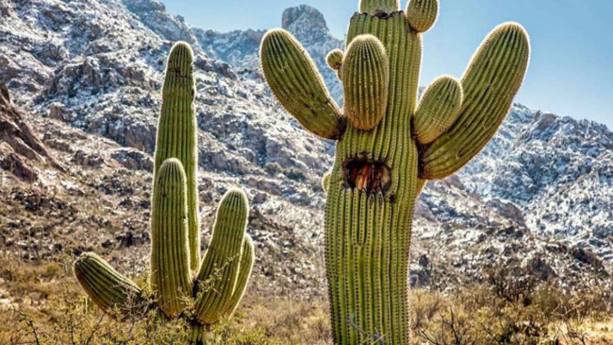 Entdecken Sie die faszinierende Welt der Kakteen und feiern Sie den Weltkaktustag am 10. Mai.