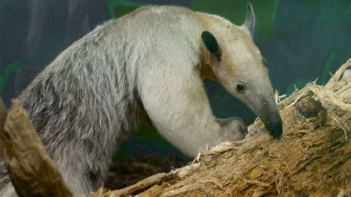 Feiern Sie den faszinierenden Welt-Ameisenbär- und Tamandua-Tag und entdecken Sie die Vielfalt dieser einzigartigen Tiere, die von Mexiko bis nach Südamerika vorkommen. Feiern Sie den faszinierenden Welt-Ameisenbär- und Tamandua-Tag und entdecken Sie die Vielfalt dieser einzigartigen Tiere, die von Mexiko bis nach Südamerika vorkommen.