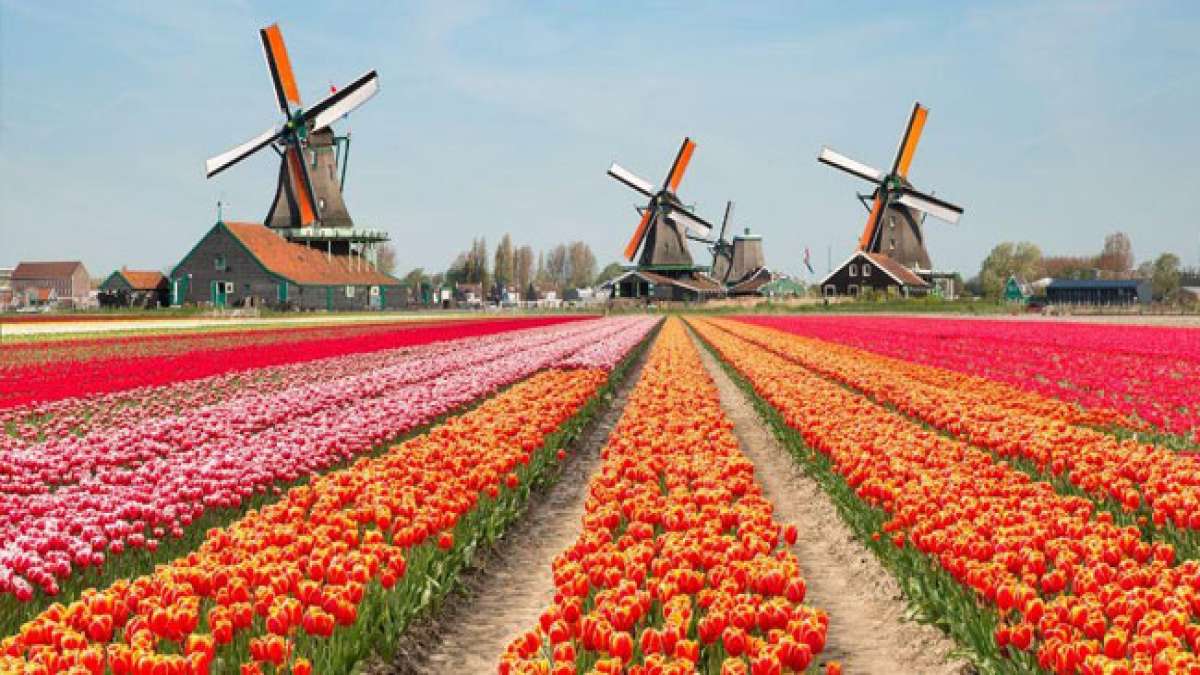 Erleben Sie die Pracht des Nationalen Tulpentags in den Niederlanden auf dem zauberhaften Dam-Platz in Amsterdam.
