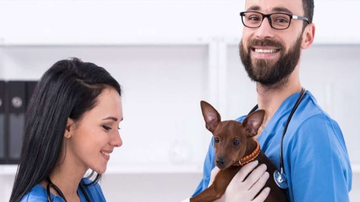 Feiern Sie die Nationale Woche der Veterinärtechniker und entdecken Sie die unverzichtbare Rolle, die registrierte Veterinärtechniker in der Tiermedizin spielen. Feiern Sie die Nationale Woche der Veterinärtechniker und entdecken Sie die unverzichtbare Rolle, die registrierte Veterinärtechniker in der Tiermedizin spielen.