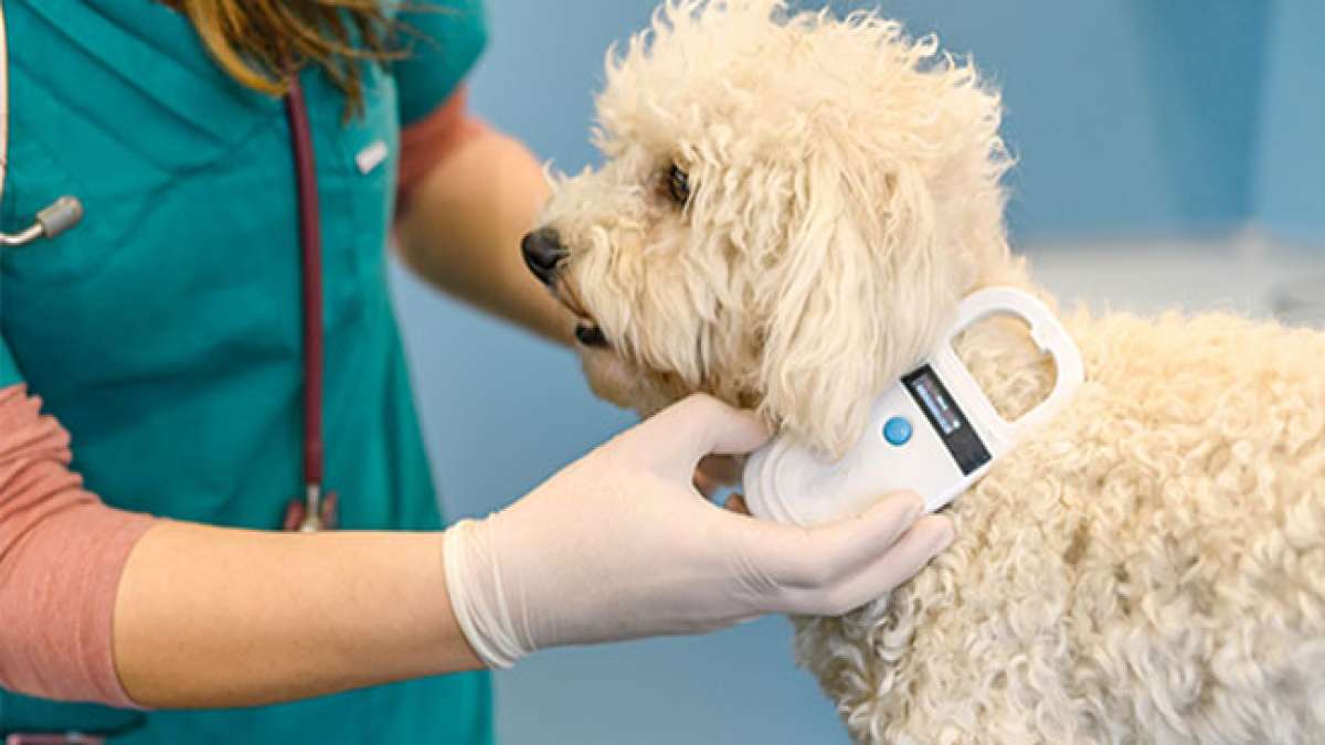 Feiern Sie den Check the Chip Day und sorgen Sie dafür, dass Ihr Haustier sicher und geschützt ist.