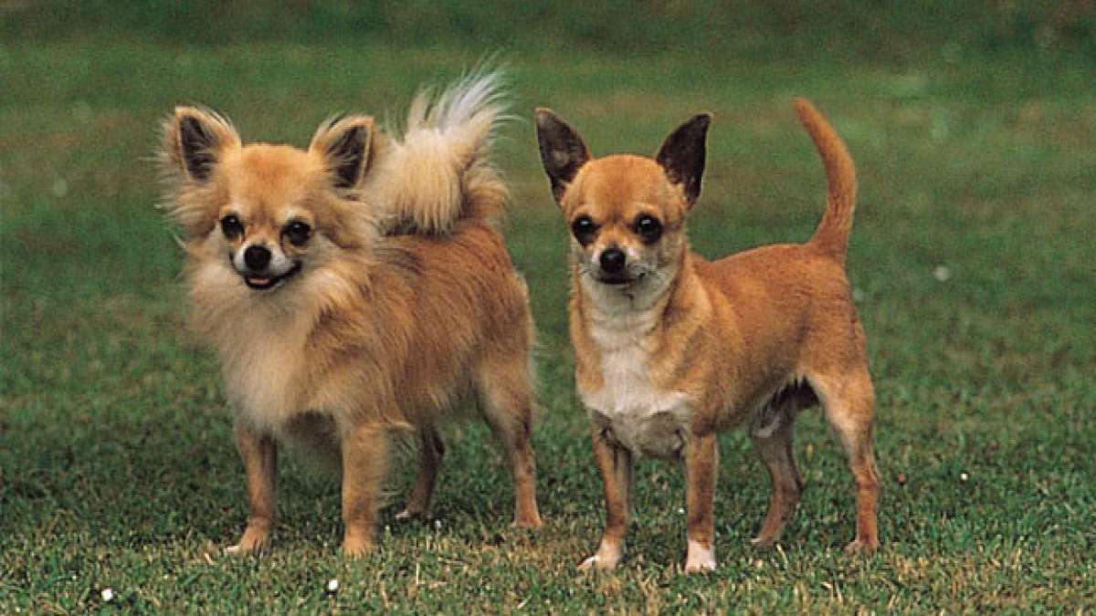 Feiern Sie den Internationalen Tag der Wertschätzung des Chihuahuas und entdecken Sie die Faszination dieser kleinen Hunderasse.