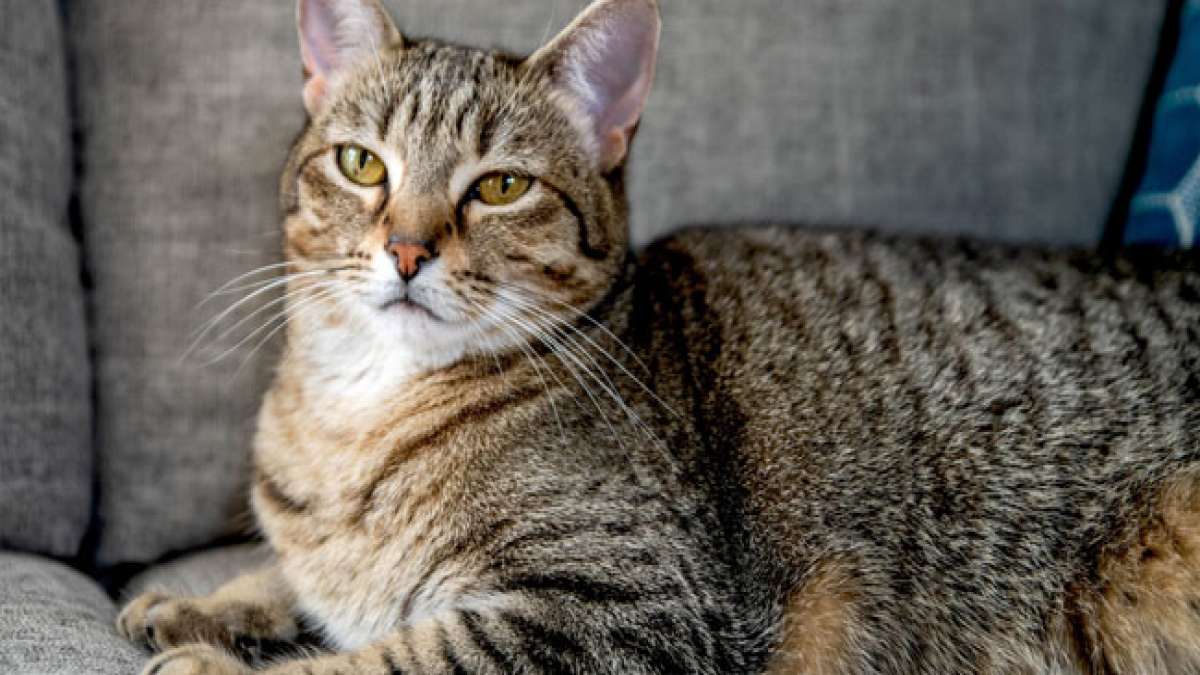 Entdecken Sie die faszinierende Vielfalt der Tabby-Katzen anlässlich des Nationalen Tabby-Tags in den USA.