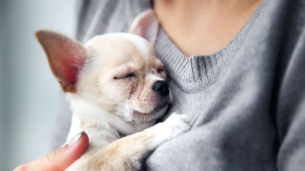 Feiern Sie den Nationalen Tag der Therapietiere in den USA und würdigen Sie die bemerkenswerten Tiere und ihre menschlichen Begleiter, die Trost und Heilung für Menschen in schwierigen Zeiten bringen.