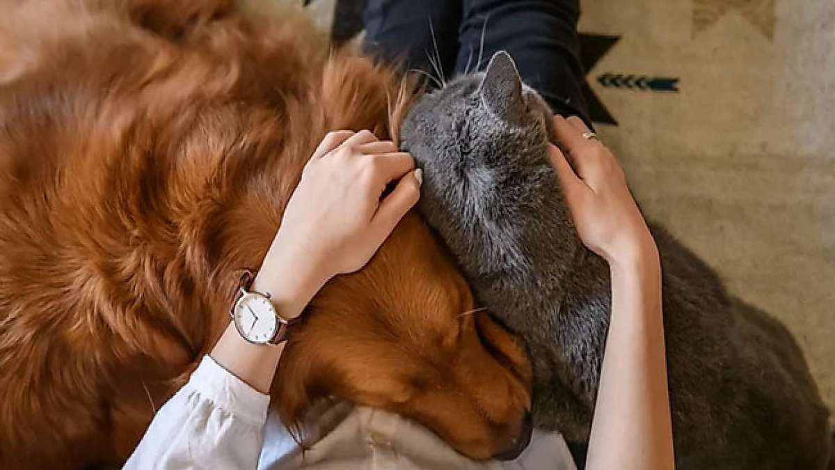 Feiern Sie den Nationalen Tag des Haustiers