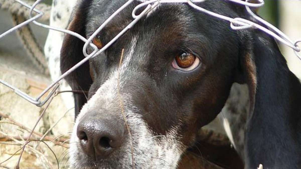 USA: Woche der Gerechtigkeit für Tiere: Tieren ein Gesicht geben