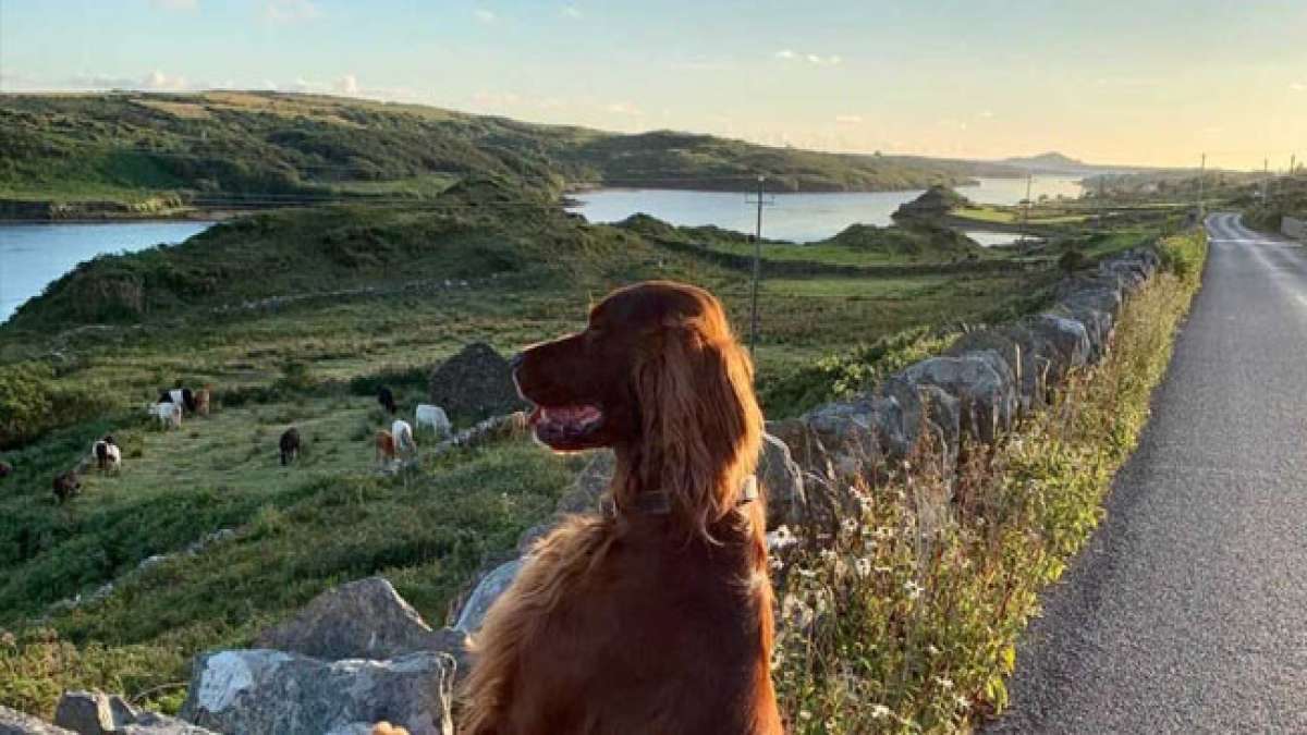 Feiern Sie den Tag des hundefreundlichen Irlands und zeigen Sie Wertschätzung für Ihre treuen vierbeinigen Begleiter, die unsere Arbeitstage aufhellen und uns stets zur Seite stehen.