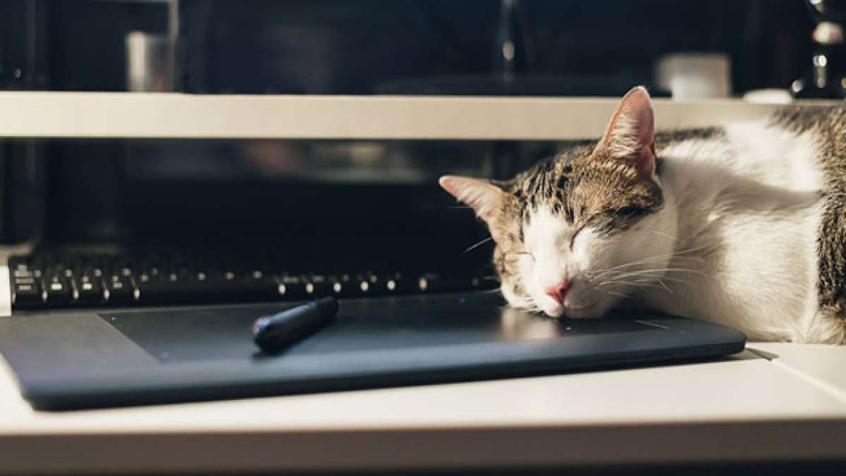 USA: Katzen übernehmen die Büros: Mitmachen am "Take Your Cat To Work Day"