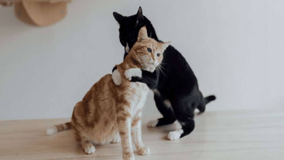 Feiern Sie den Respektiere-deine-Katze-Tag und zeigen Sie Ihre Wertschätzung für die einzigartige Beziehung zwischen Mensch und Katze.