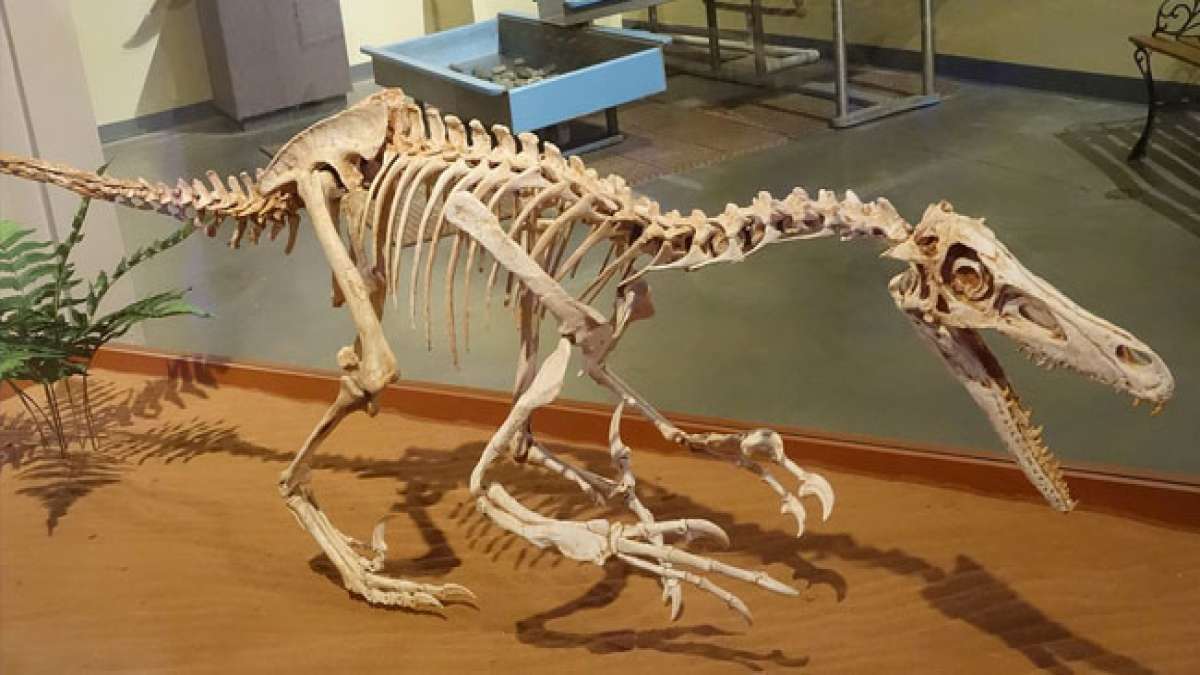 Feiern Sie den Nationalen Tag der Sensibilisierung für Velociraptoren in den USA und tauchen Sie ein in die Faszination der Dinosaurier, die durch Filme wie Jurassic Park zu Hollywood-Superstars wurden. Feiern Sie den Nationalen Tag der Sensibilisierung für Velociraptoren in den USA und tauchen Sie ein in die Faszination der Dinosaurier, die durch Filme wie Jurassic Park zu Hollywood-Superstars wurden.