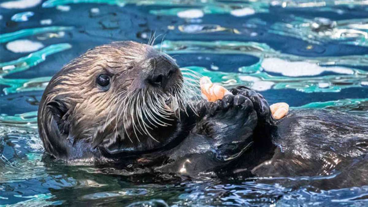 Gemeinsam den Weltottertag feiern und das Bewusstsein für den Schutz dieser faszinierenden Tiere und ihrer natürlichen Lebensräume schärfen.