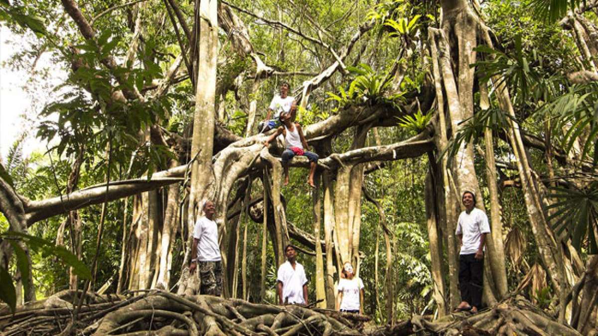 Feiern Sie Thailands Nationalen Tag der Baumliebe und ehren Sie das Erbe von Prinzessin Somdet Phra Srinakarindra Boromrajajonani, die das Gleichgewicht der Natur wiederherstellte, indem sie Bäume pflanzte und pflegte.