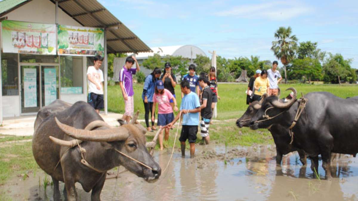 Entdecken Sie den Tag des Schutzes des thailändischen Büffels und die beeindruckende Geschichte dieser starken Tiere, die als treue Begleiter des Menschen in der Landwirtschaft dienen. Entdecken Sie den Tag des Schutzes des thailändischen Büffels und die beeindruckende Geschichte dieser starken Tiere, die als treue Begleiter des Menschen in der Landwirtschaft dienen.