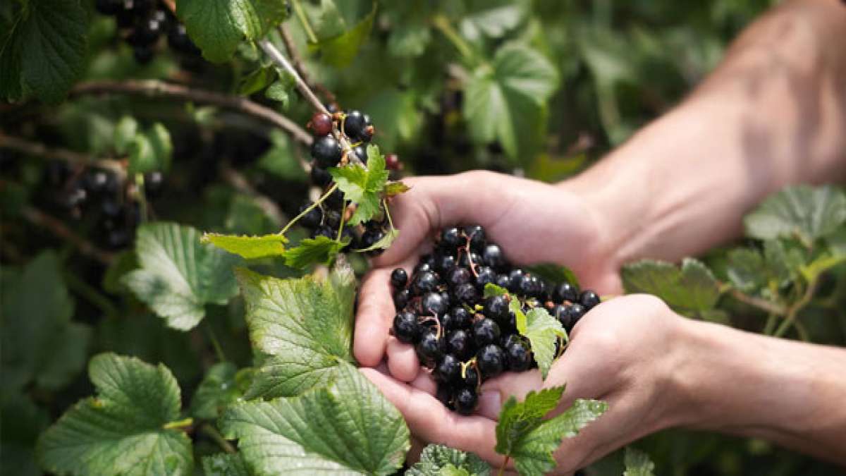 Feiern Sie den Tag der Schwarzen Johannisbeere und entdecken Sie die Vielfalt dieser saftigen Beeren.