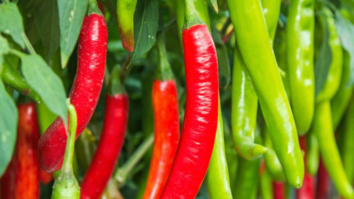 Chili: Das scharfe Gewürz mit gesundheitlichen Vorteilen.