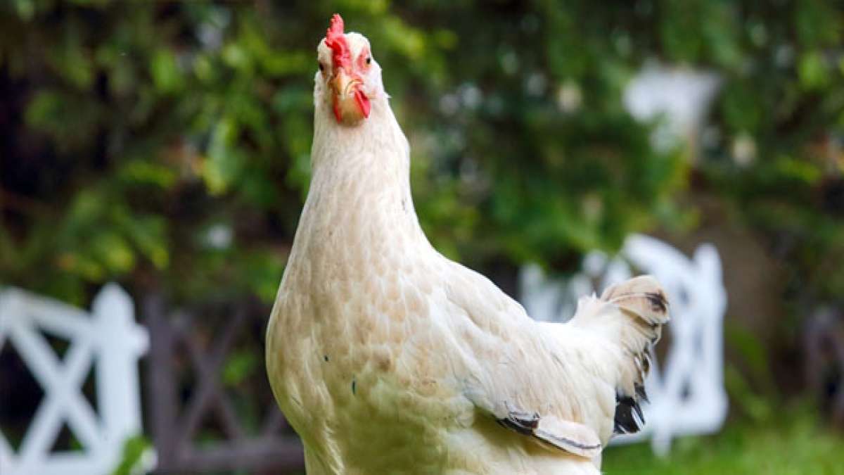 Feiern Sie den Welthuhntag und entdecken Sie die globale Bedeutung von Hühnern in der Ernährung.