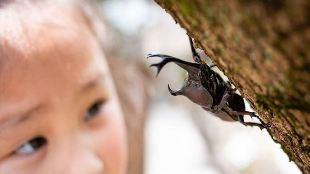 Feiern Sie den Tag der Fehler in Japan und erweisen Sie auch den ungeliebten Krabbeltieren ein freundliches Lächeln.