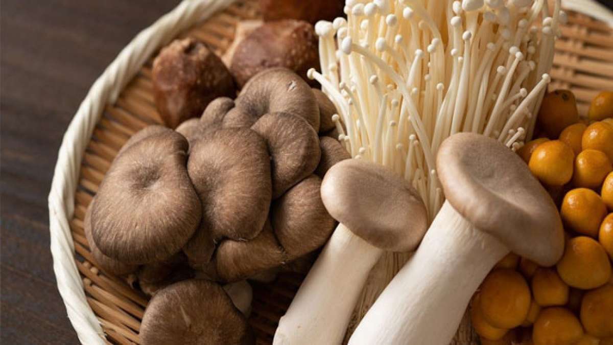 Japaner feiern Pilze: Dank eines Mannes, der es schaffte, sie zu züchten.