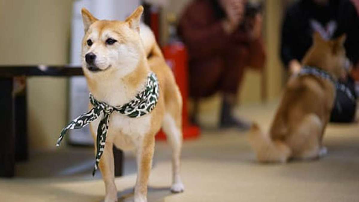 Feiern Sie den Mame-Shiba-Tag in Japan und entdecken Sie die Freude der Tofu-Zubereitung in traditionellen Gerichten wie Nabe (Hot Pot). Feiern Sie den Mame-Shiba-Tag in Japan und entdecken Sie die Freude der Tofu-Zubereitung in traditionellen Gerichten wie Nabe (Hot Pot).