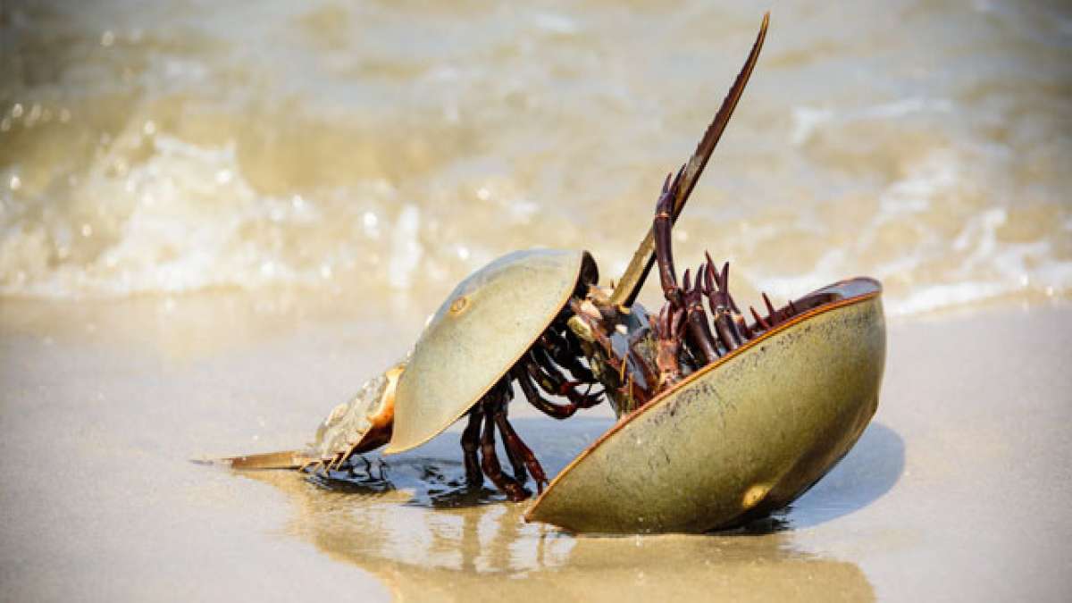 Feiern Sie den Internationalen Tag der Pfeilschwanzkrebse am 20. Juni