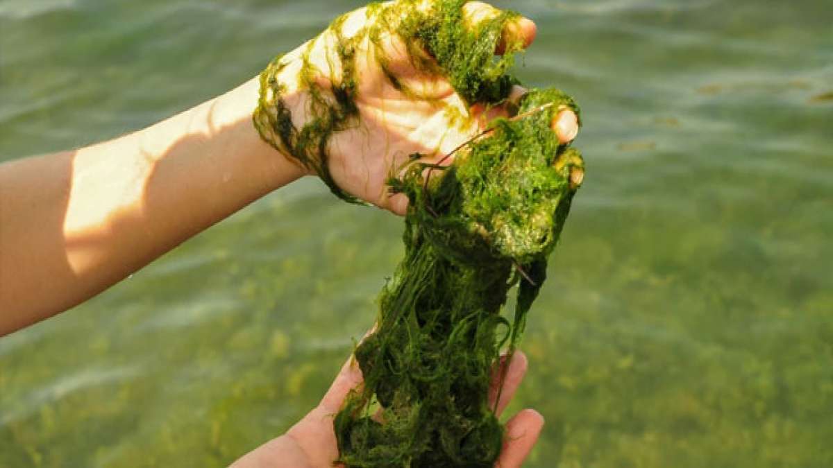 Entdecken Sie die faszinierende Welt der Algen und feiern Sie den Weltalgentag am 12. Oktober, eine Initiative von Jörg Ullmann und World Algae News.