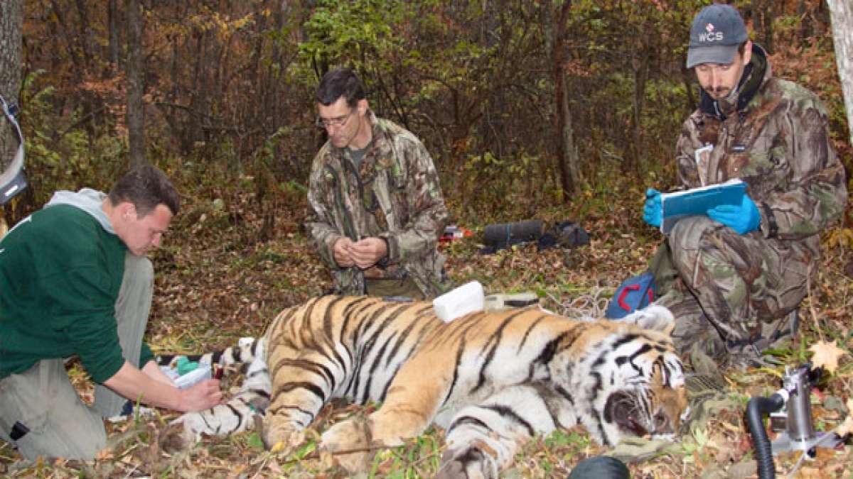 Tag der Wildtierarbeiter in Russland: Ein Tag, um die Schönheit und Vielfalt der russischen Natur zu feiern.
