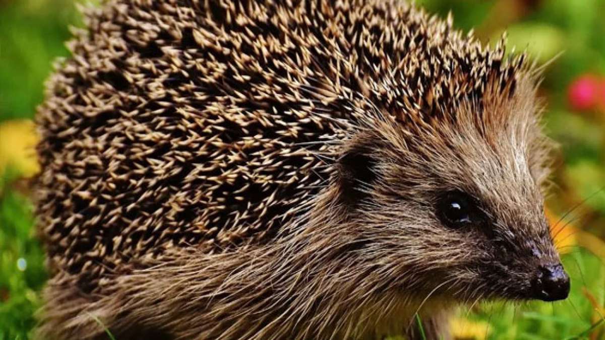 Feiern Sie den Internationalen Igeltag am 10. November und entdecken Sie die faszinierende Welt dieser stacheligen, insektenfressenden Säugetiere.