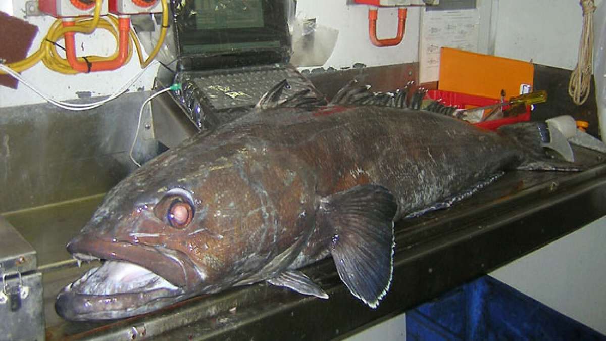 Feiern Sie den Tag des Zahnfisches in Südgeorgien und den Südlichen Sandwichinseln und würdigen Sie die nachhaltige Fischerei des Schwarzen Seehechts. Feiern Sie den Tag des Zahnfisches in Südgeorgien und den Südlichen Sandwichinseln und würdigen Sie die nachhaltige Fischerei des Schwarzen Seehechts.