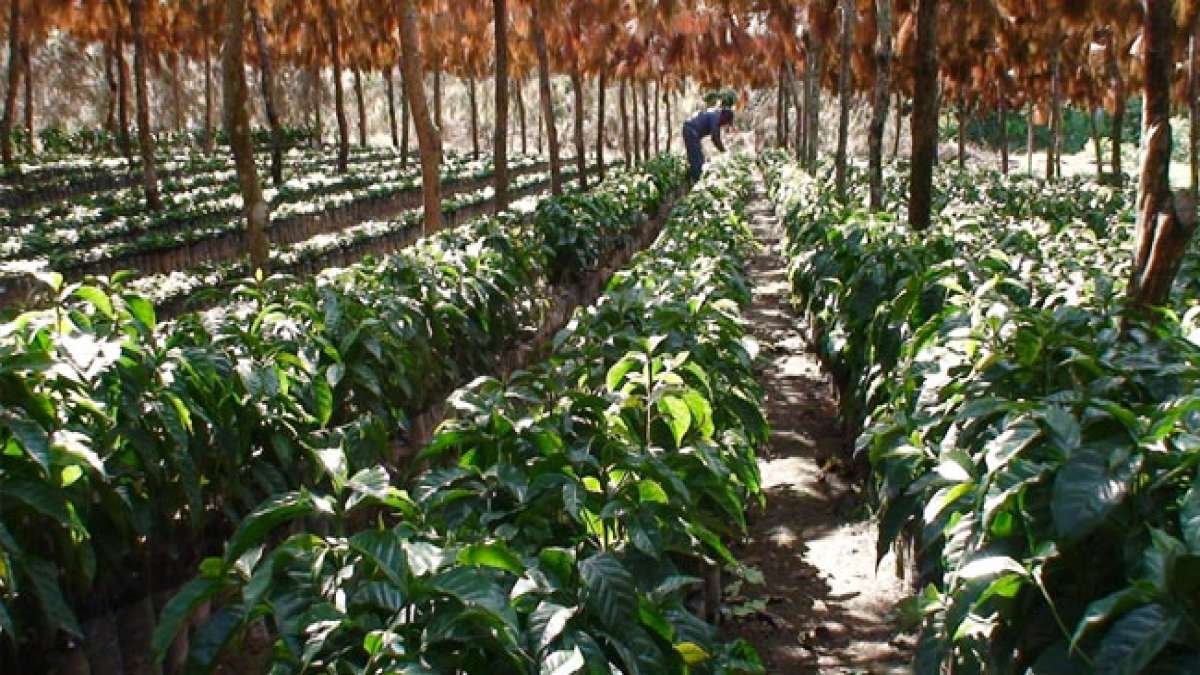 Tag des Agronomen in El Salvador: Ein Tag, um die Zukunft der salvadorianischen Landwirtschaft zu feiern.