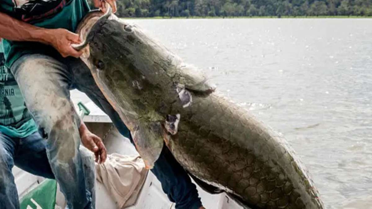Feiern Sie den Tag des Fischereiingenieurs in Brasilien am 14. Dezember, an dem wir die Experten ehren, die die Nachhaltigkeit der Fischereiproduktion mit Umweltschutz verbinden und somit zur Erhaltung unserer Meeresressourcen beitragen.