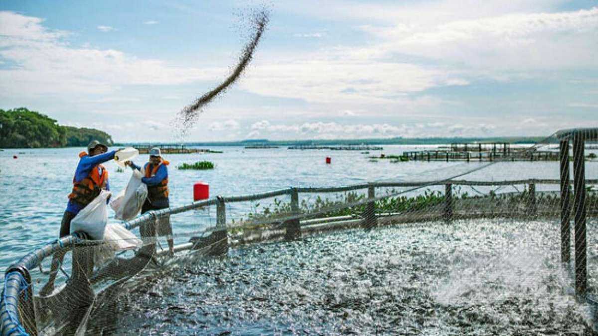 Tauchen Sie ein in die Welt der Aquakulturtechnik und entdecken Sie am 14. Juli den brasilianischen Tag des Aquakultur-Ingenieurs. Tauchen Sie ein in die Welt der Aquakulturtechnik und entdecken Sie am 14. Juli den brasilianischen Tag des Aquakultur-Ingenieurs.