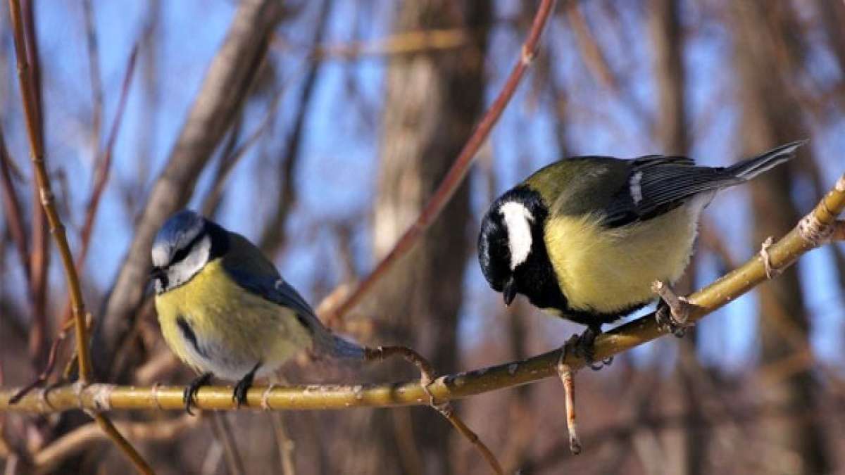 Tag der überwinternden Vögel in Russland: Ein Tag, um etwas Gutes für die Natur zu tun.